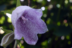 フェアリーに祝福されて降誕-③