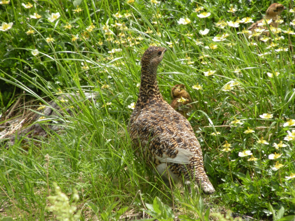 お花畑で雷鳥に出会う-➄