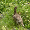 お花畑で雷鳥に出会う-➄