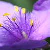 紫露草2020-①