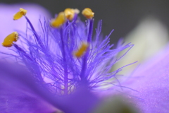 紫露草の雄蕊（ムラサキツユクサのおしべ）-②