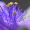 紫露草の雄蕊（ムラサキツユクサのおしべ）-②