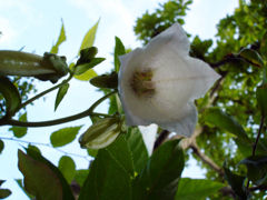 ホタルブクロが開花しました＾＾