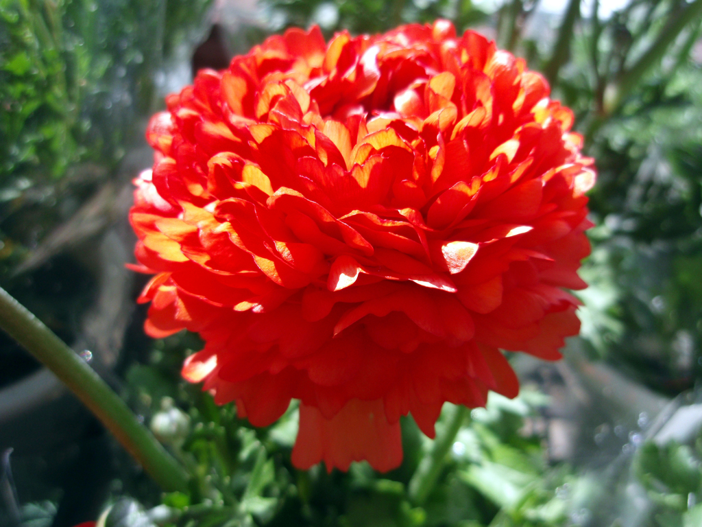 お花がいっぱい！ 200503-➂