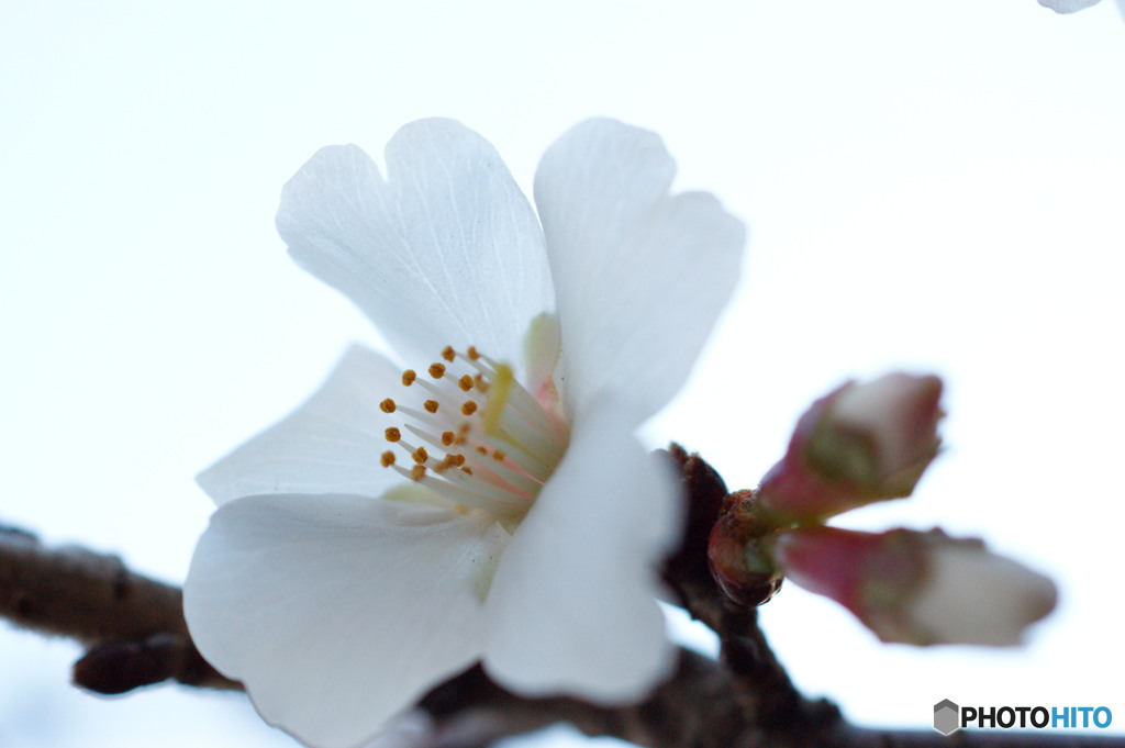 冬桜-➁