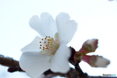 冬桜-➁