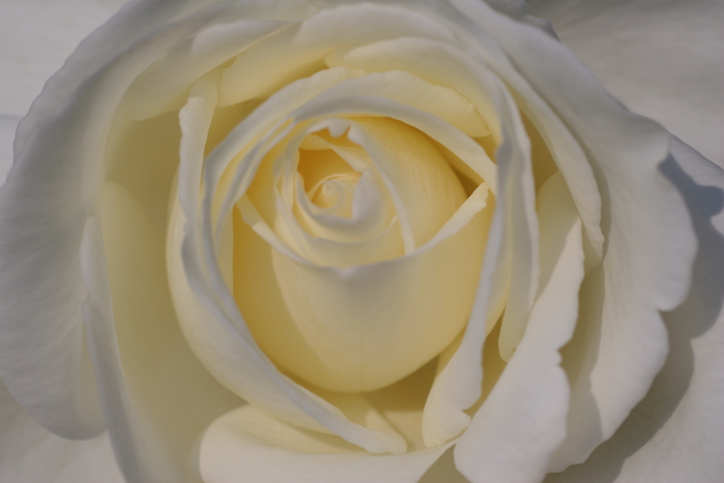 静岡県富士市・広見公園の秋薔薇-⑩