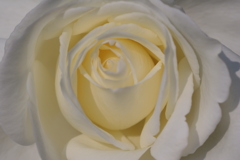 静岡県富士市・広見公園の秋薔薇-⑩