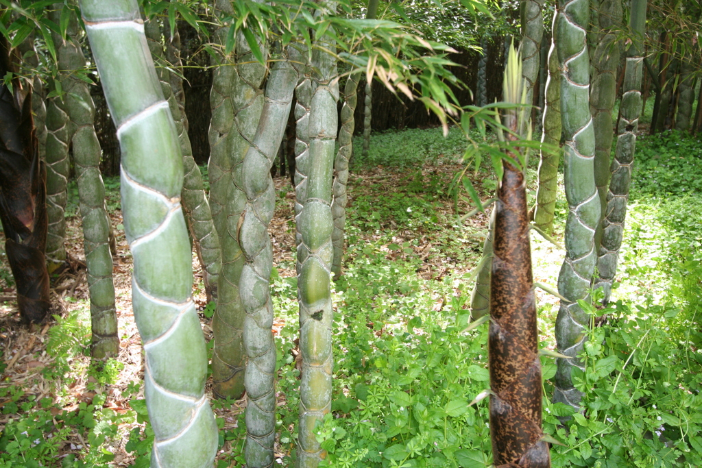 竹の里・富士竹類植物公園-④