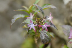 天神原植物園にて⑫