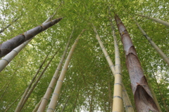 竹の里・富士竹類植物公園-③