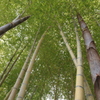 竹の里・富士竹類植物公園-③