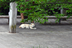 今日のお散歩の友は 200616-④