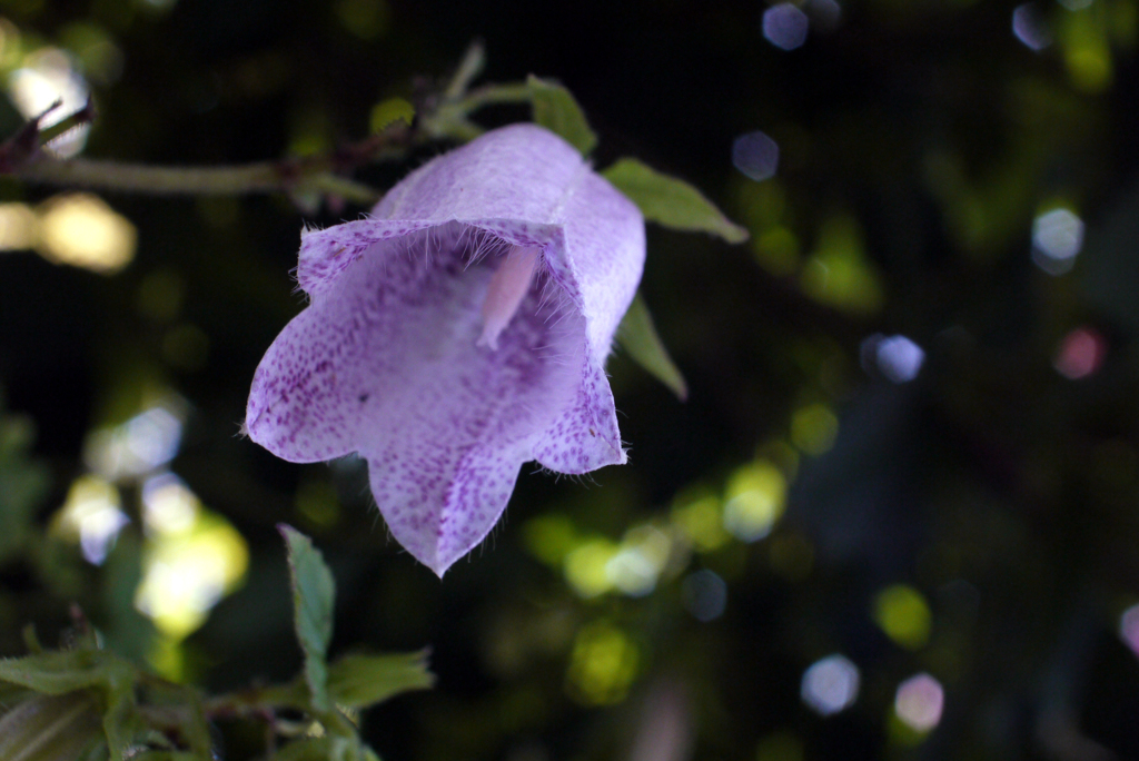 フェアリーに祝福されて降誕-④