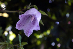 フェアリーに祝福されて降誕-④