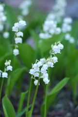 おもひでのレンズたち Hexanon AR 40 mm / F1.8-⑬