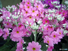 お花がいっぱい！ 200425-①