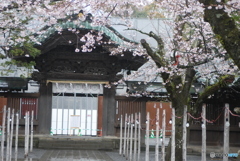 三嶋大社へ雨中の参拝　③