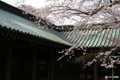 三嶋大社神泉の枝垂桜②