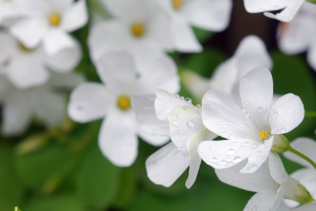 白花カタバミ