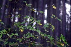 Voightländer Septon 50mmで田貫湖を撮る（近接編）-➅