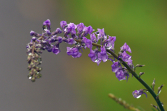 今日のお散歩の友は 200519-➀