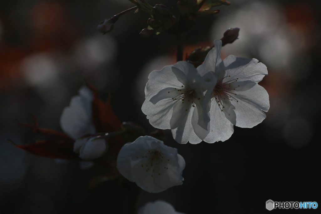 桜花を逆光で撮る ⑦