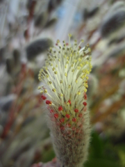 お花がいっぱい！ 200504-➃