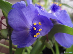 お花がいっぱい！ 200427-⑦