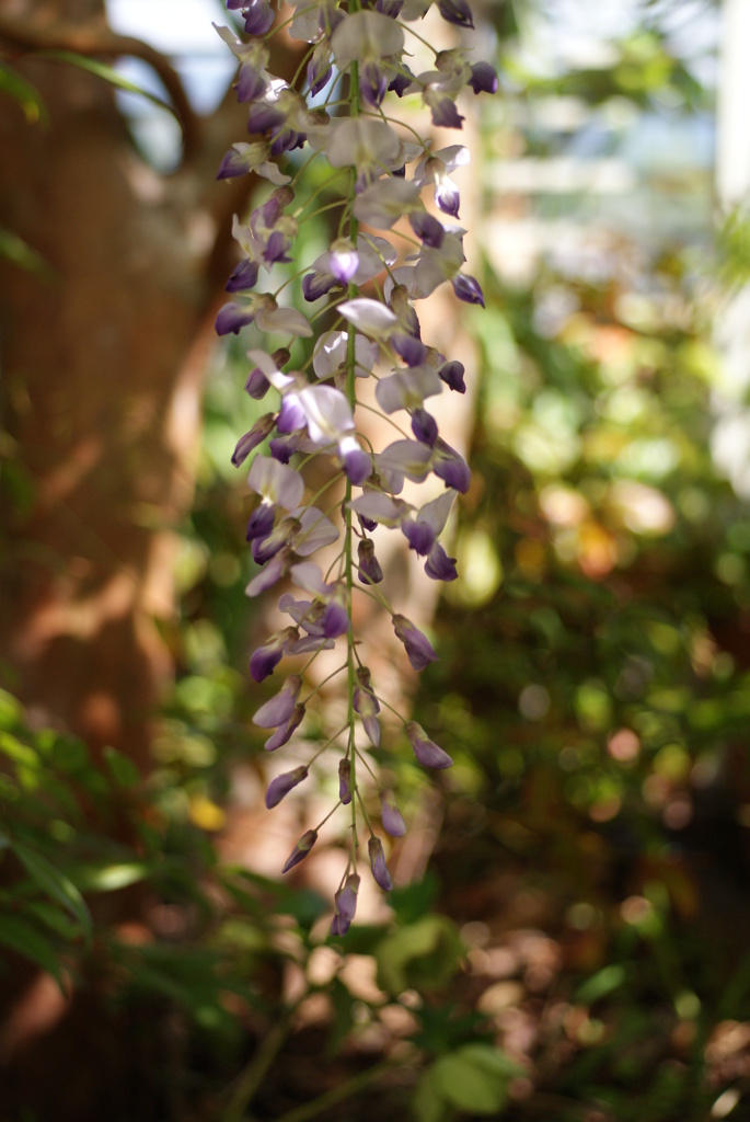 お庭でPHOTO・2012-④