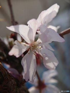 マクロレンズも顔負け③