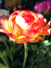 お花がいっぱい！ 200430-④