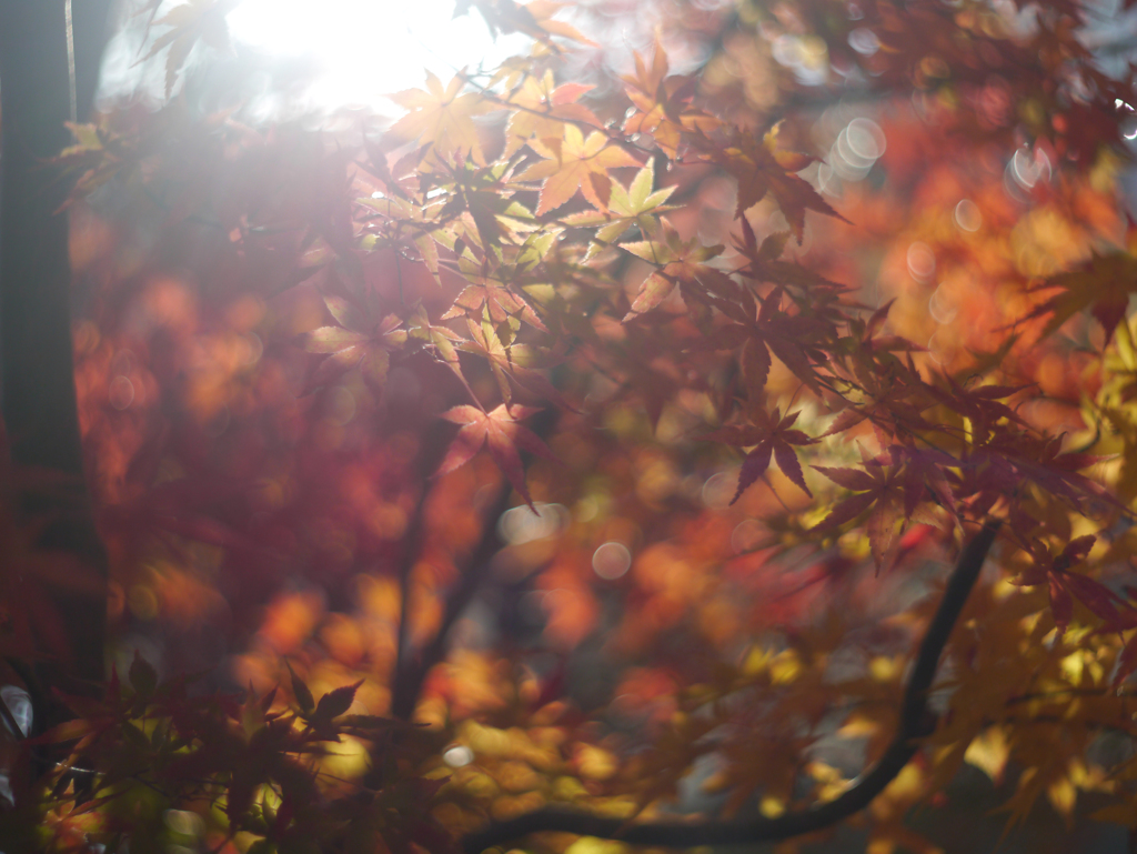 Leica Summitar 5cmで紅葉を撮る-②