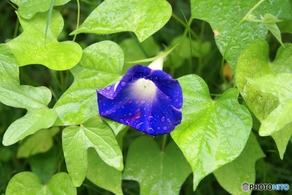 （惜別）MINOLTA AF ZOOM 35-105mm 3.5-4.5 -➁