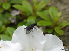 花と虫たち　シリーズ１－⑨