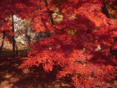 小諸・懐古園の紅葉2018年-➁