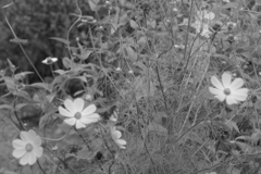 Voigtländer Skoparex 3.4/35mmで白黒写真を撮る-③