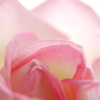 Princesse de Monaco-➆
