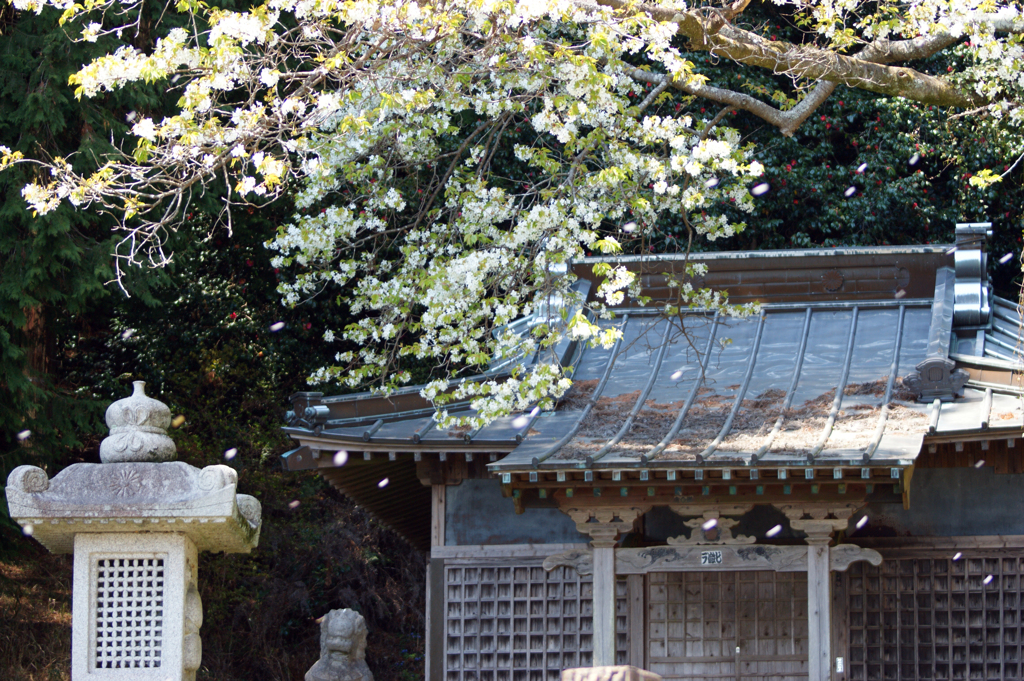 しづ心なく花の散るらむ・長者山田貫神社）