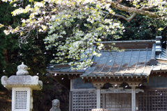 しづ心なく花の散るらむ・長者山田貫神社）