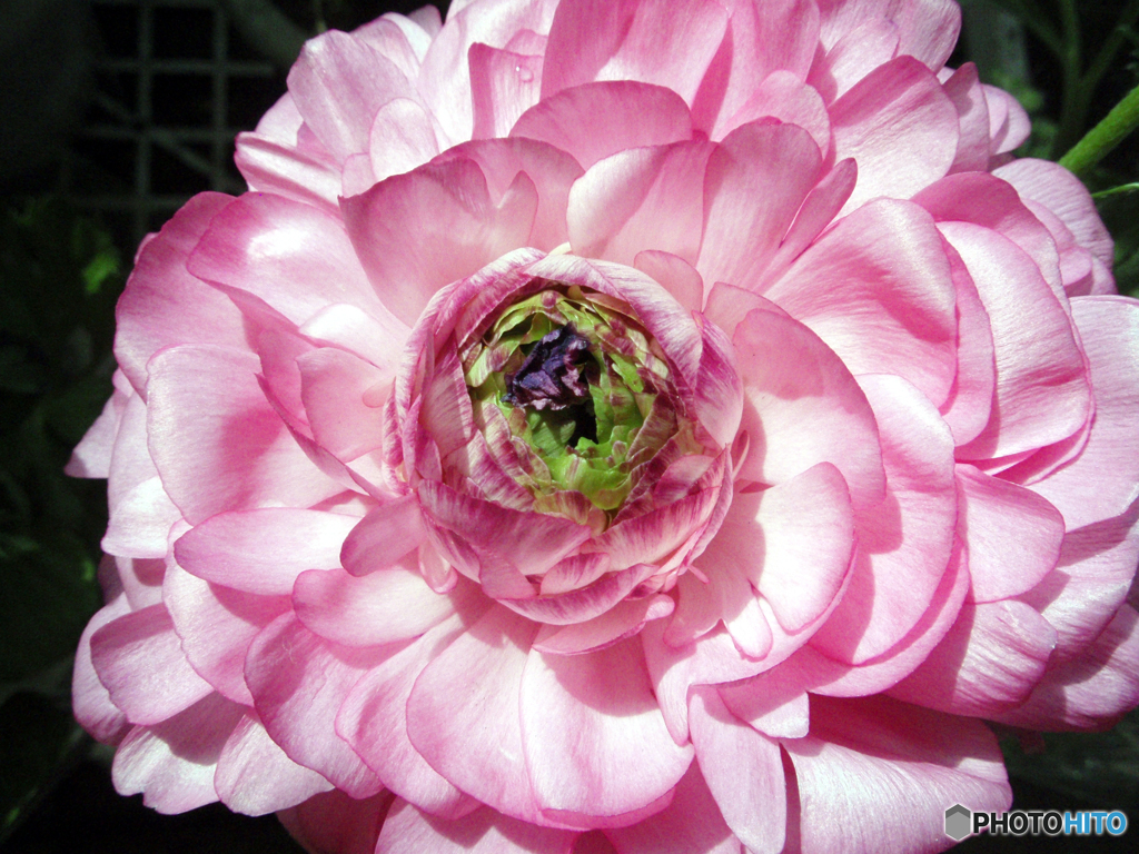 お花がいっぱい！ 200428-⑦