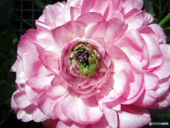 お花がいっぱい！ 200428-⑦