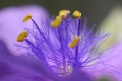 紫露草の雄蕊（ムラサキツユクサのおしべ）-①