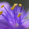 紫露草の雄蕊（ムラサキツユクサのおしべ）-①