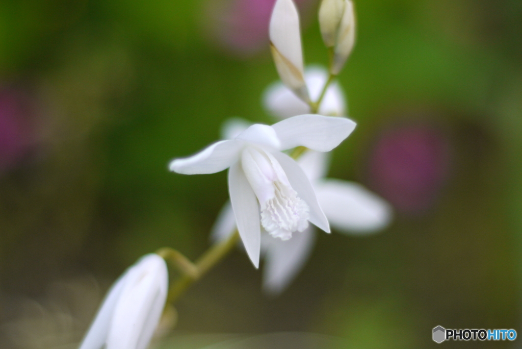 2013年5月の花の公園-⑩