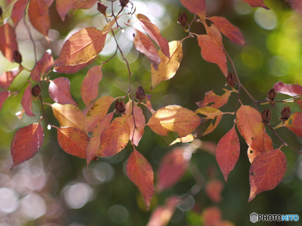 （惜別）SMC TAKUMAR f=1.8 85mm-➃