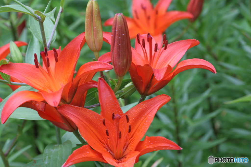 Lily Beauty-②