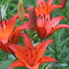 Lily Beauty-②