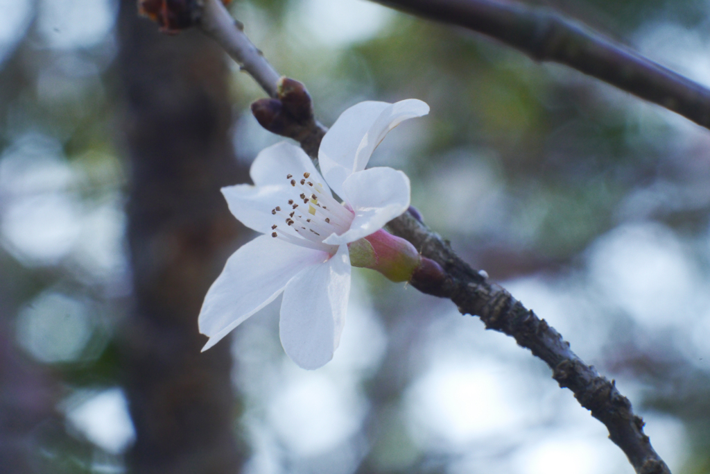 寒桜をニッコール標準レンズで撮る-⑤