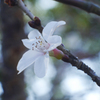 寒桜をニッコール標準レンズで撮る-⑤